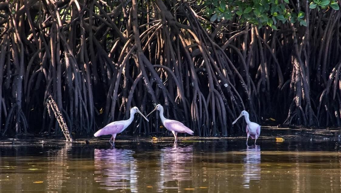 Mangroves de Salvaterra | lecture silencieuse de l'eau