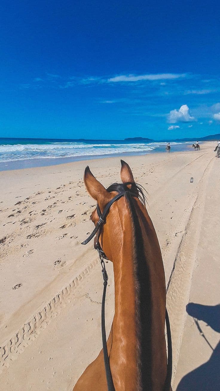 Balade a cheval sur la plage au crepuscule | campagne et littoral dans un meme geste